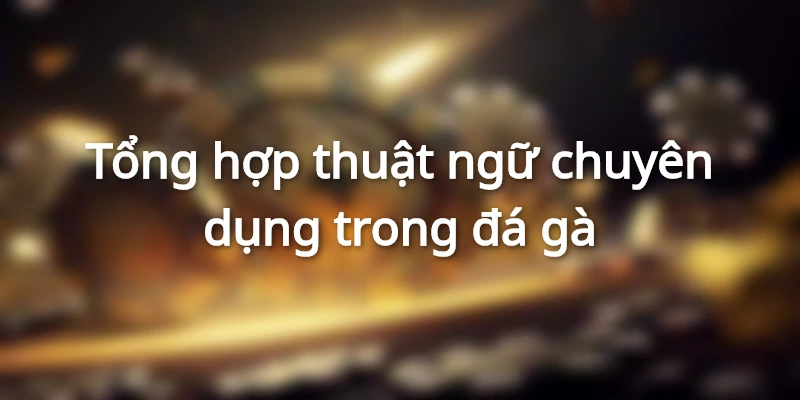 Gà chiến sẵn sàng ra sân với tinh thần quyết đấu